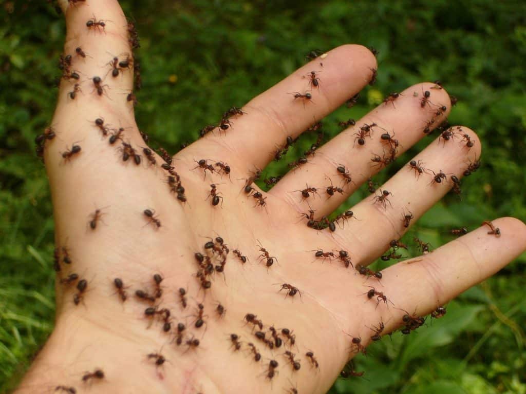How to get rid of tiny ants in kitchen